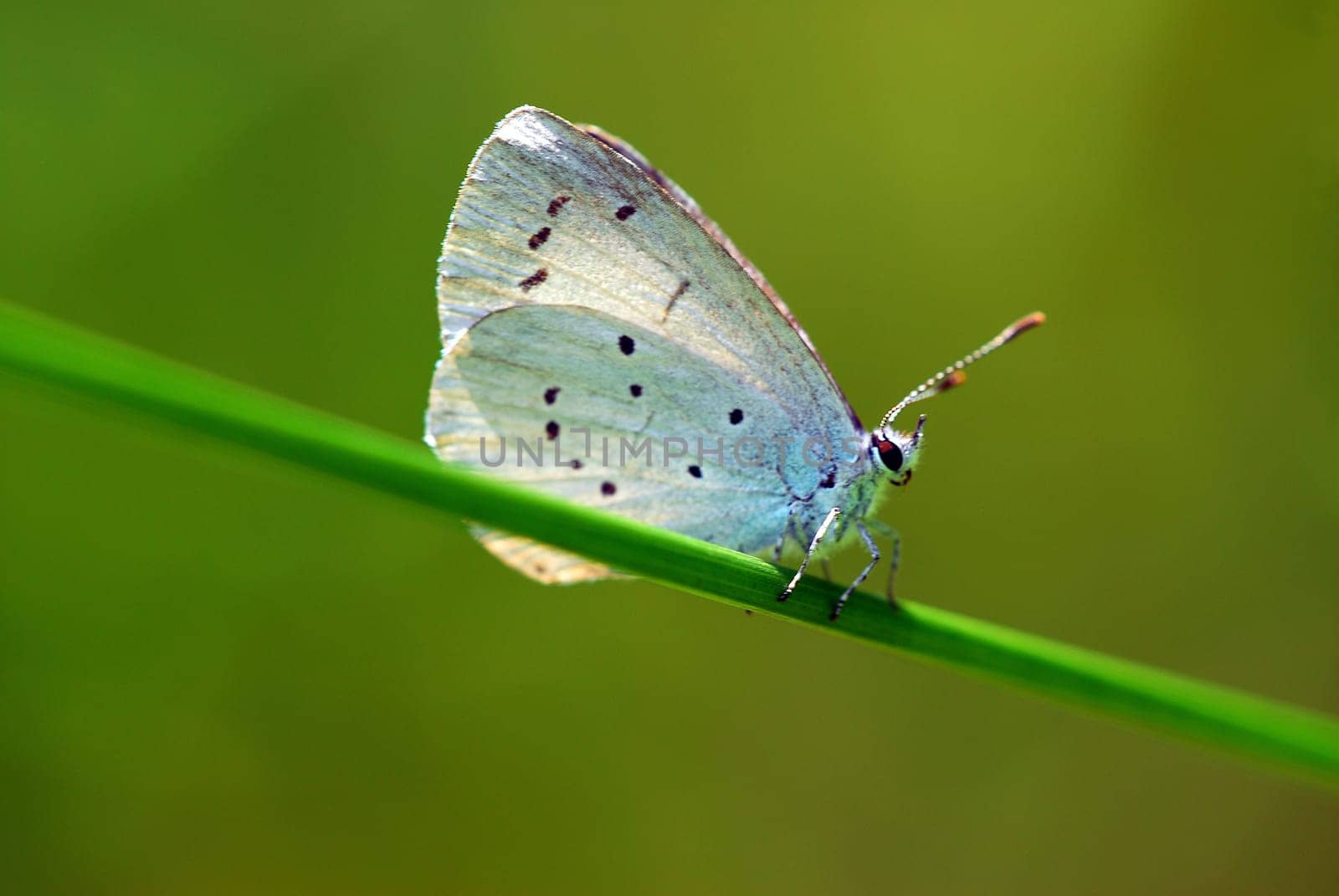 blue and green