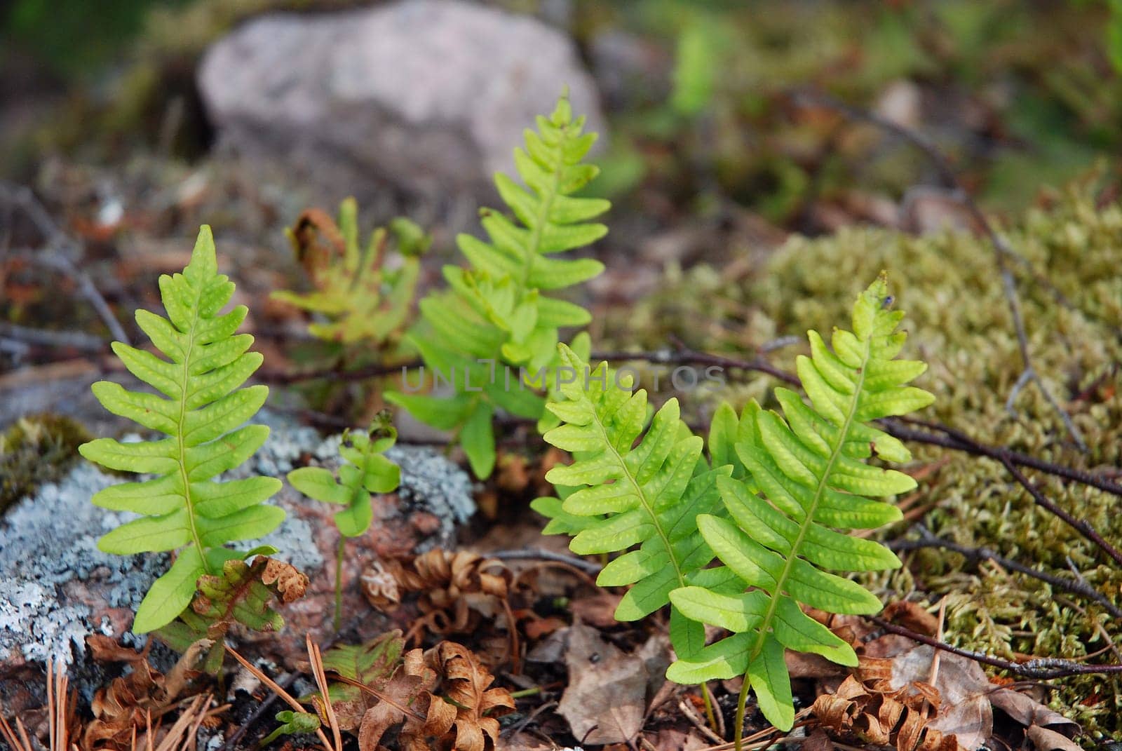 Fern