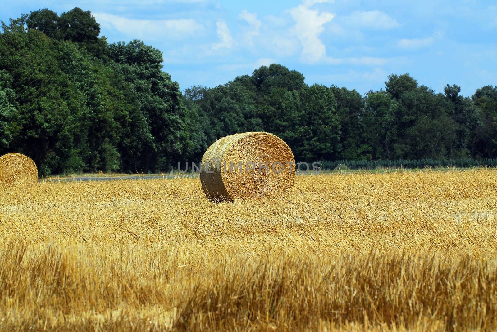 Field