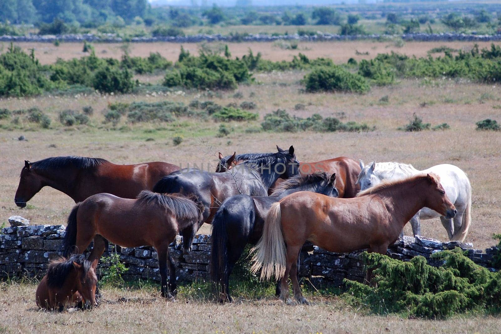 Herd of horses on Öland