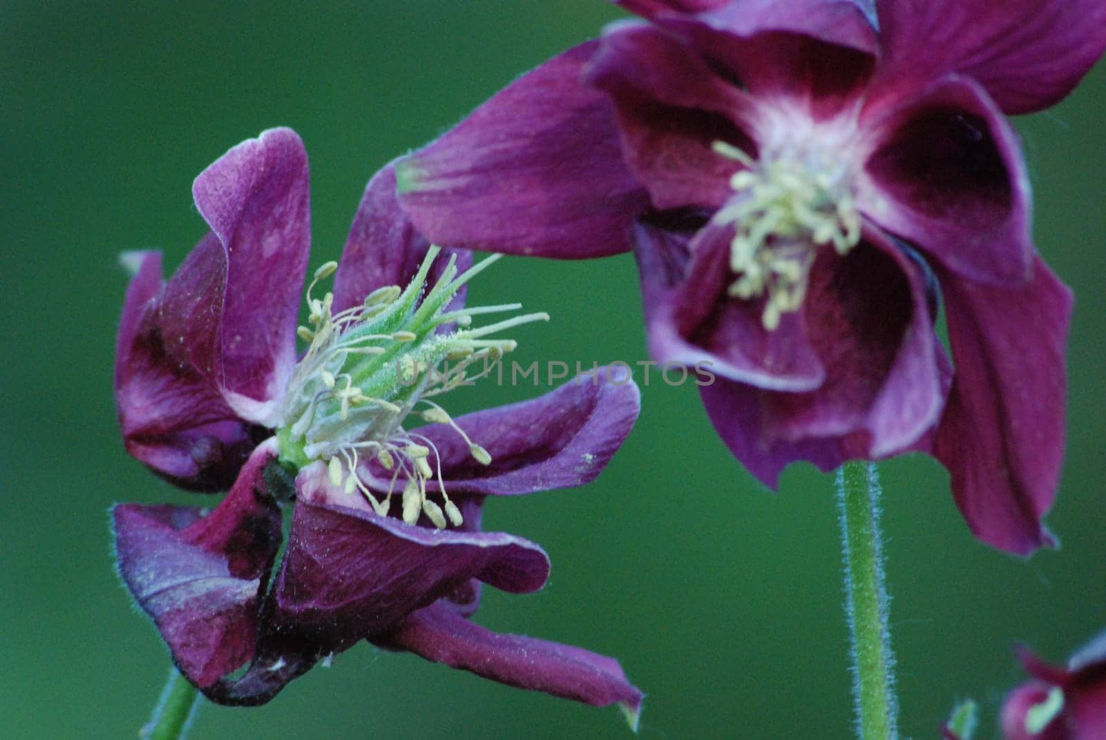 Columbine