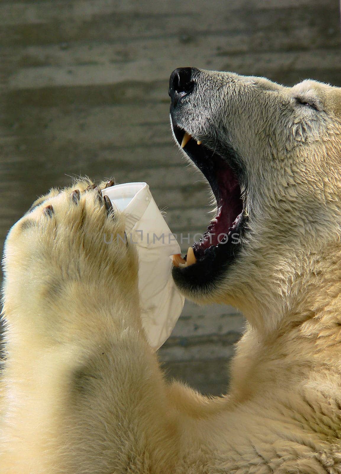 Polar Bear Game