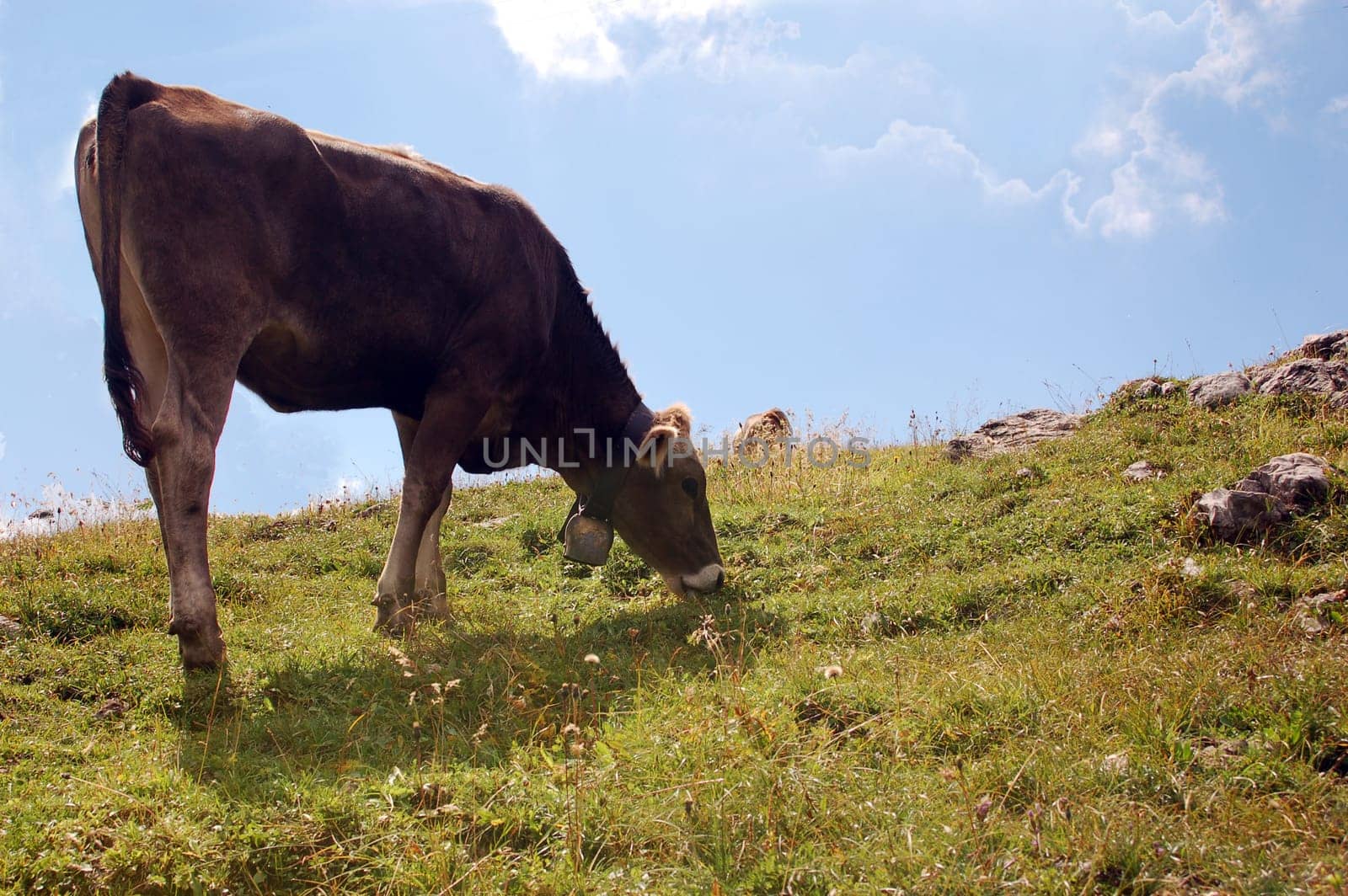 Cow1
