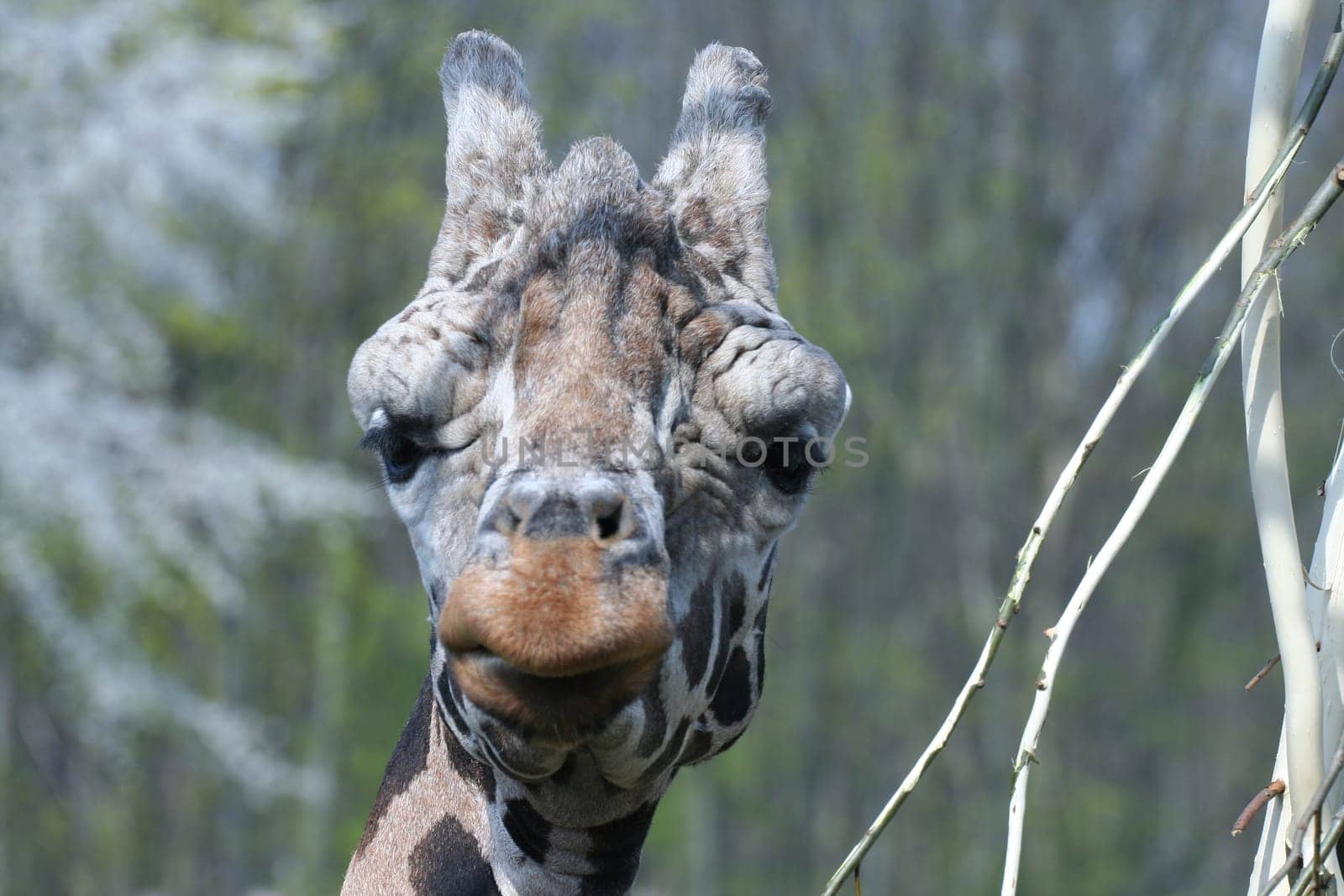 Giraffe