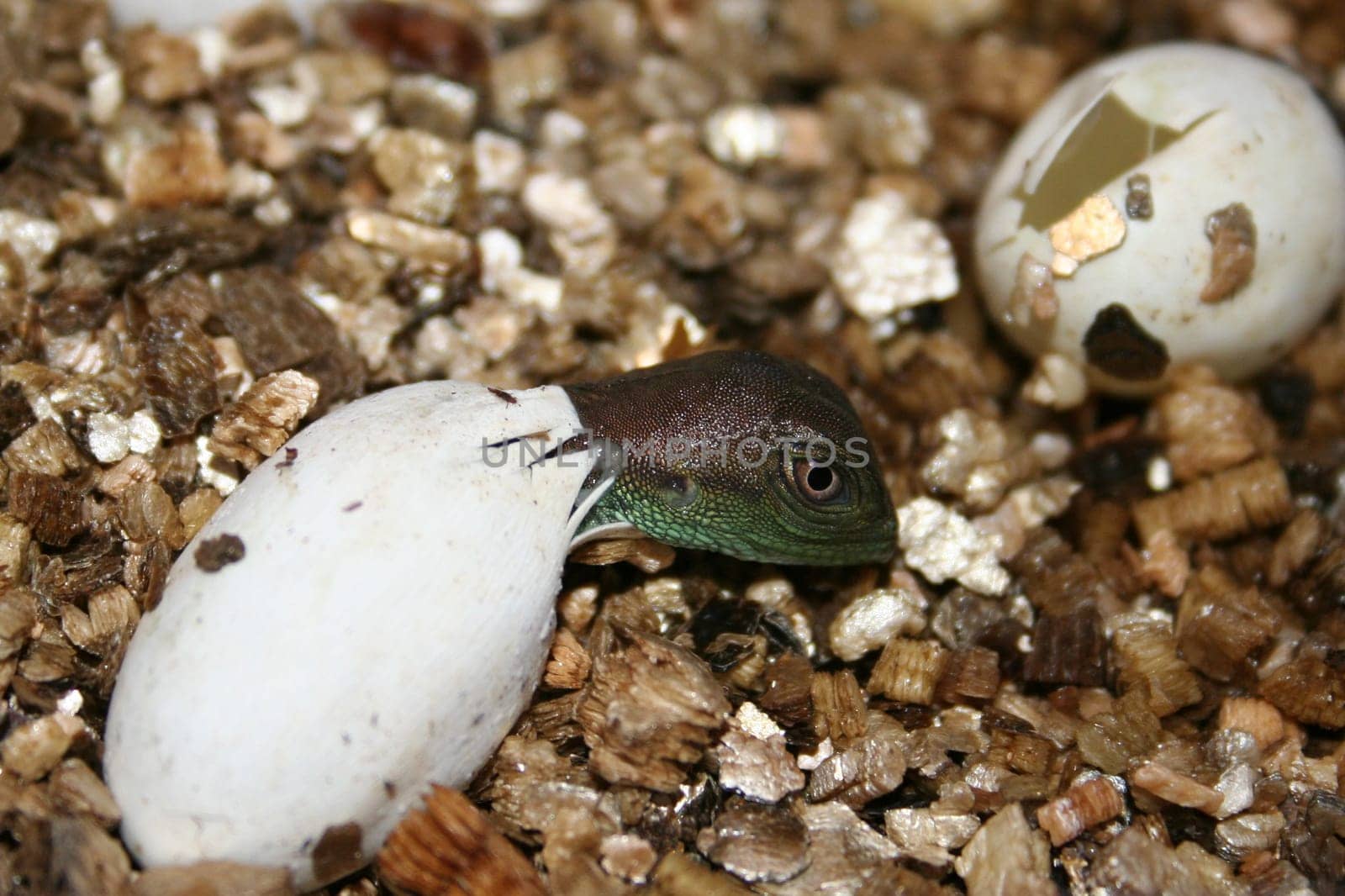 Hatching of a water dragon