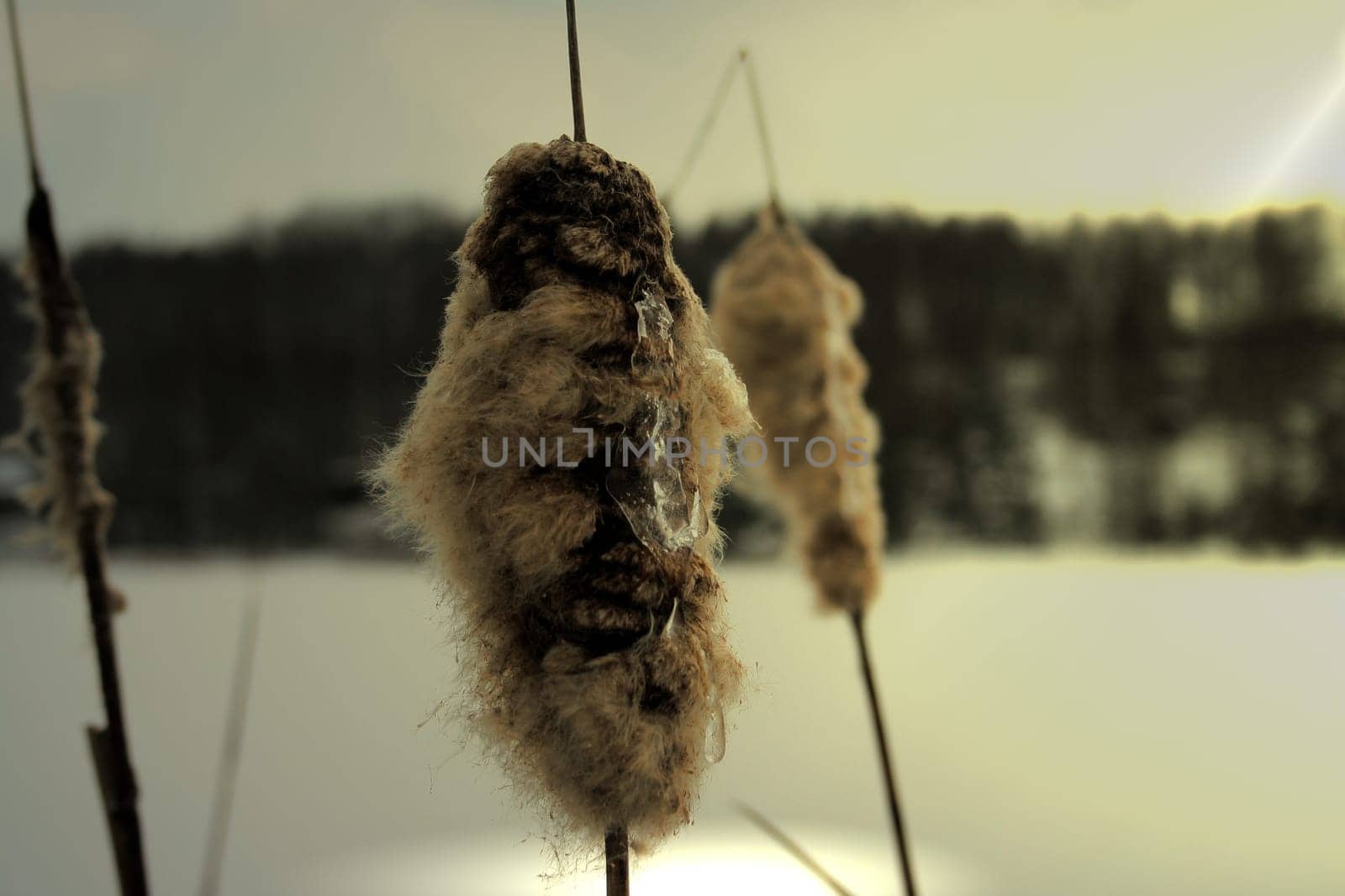 Lake in winter