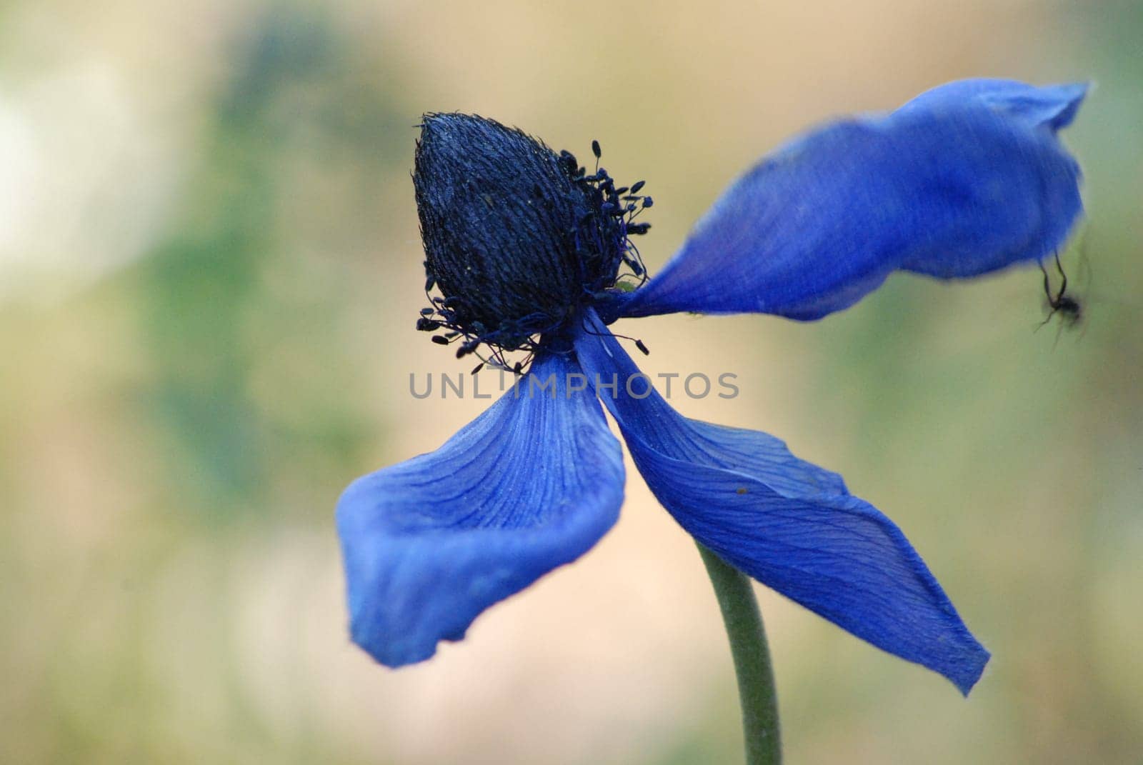 withered