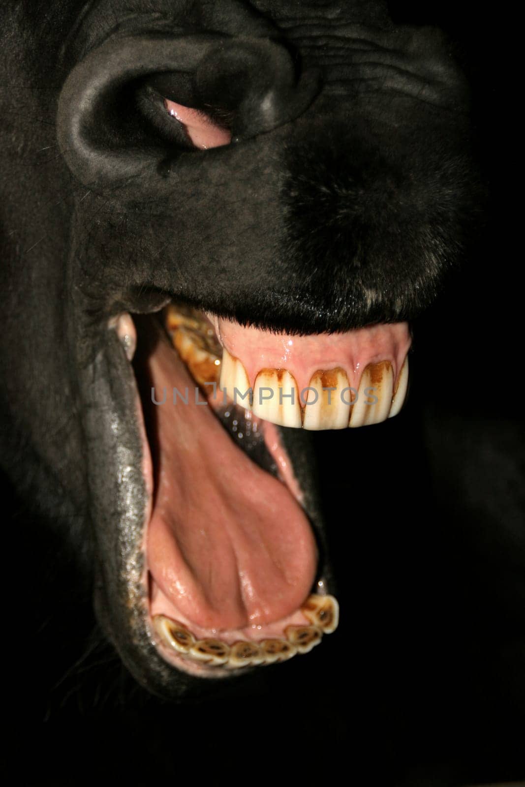 Brush your teeth once,please!
