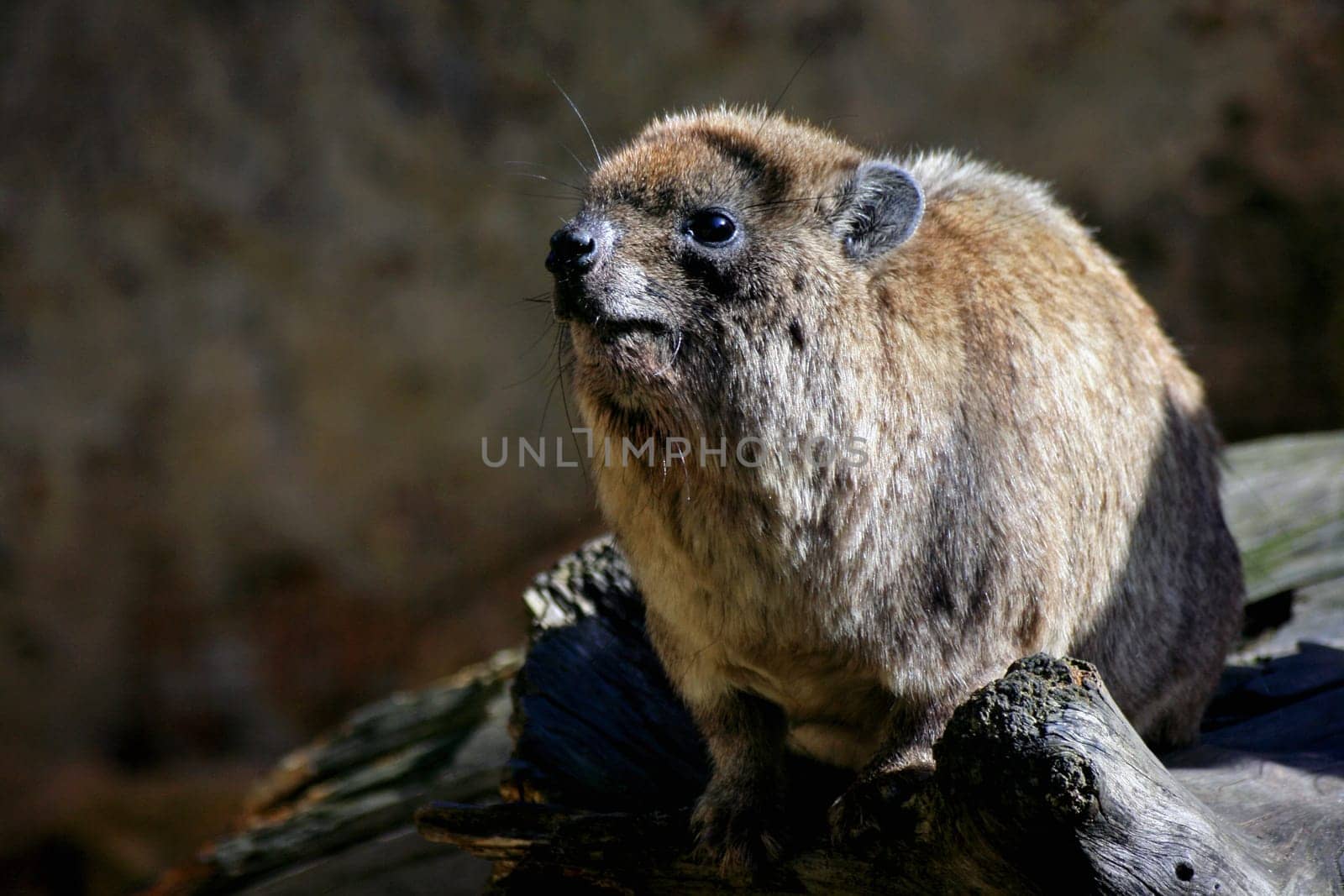 Dassie