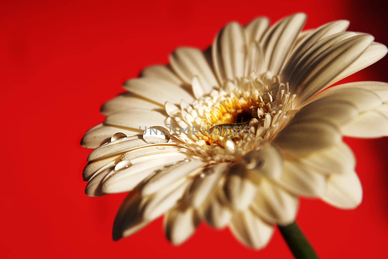 Gerbera with drops of water