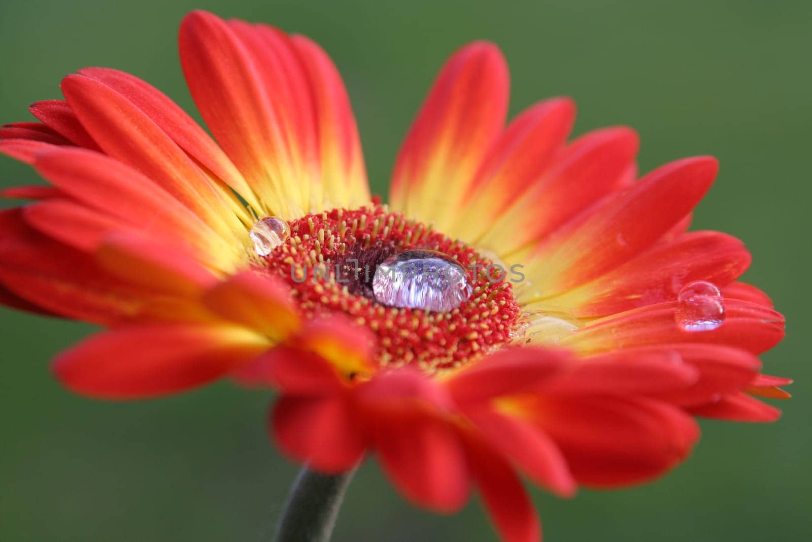 Gerbera with drops of water
