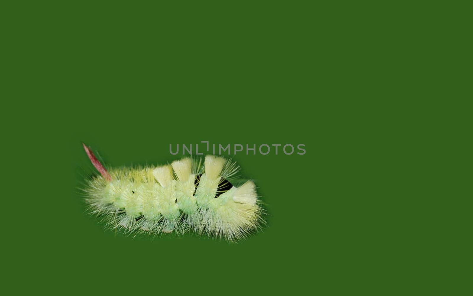 Does anyone know the correct name for this caterpillar? Thank you