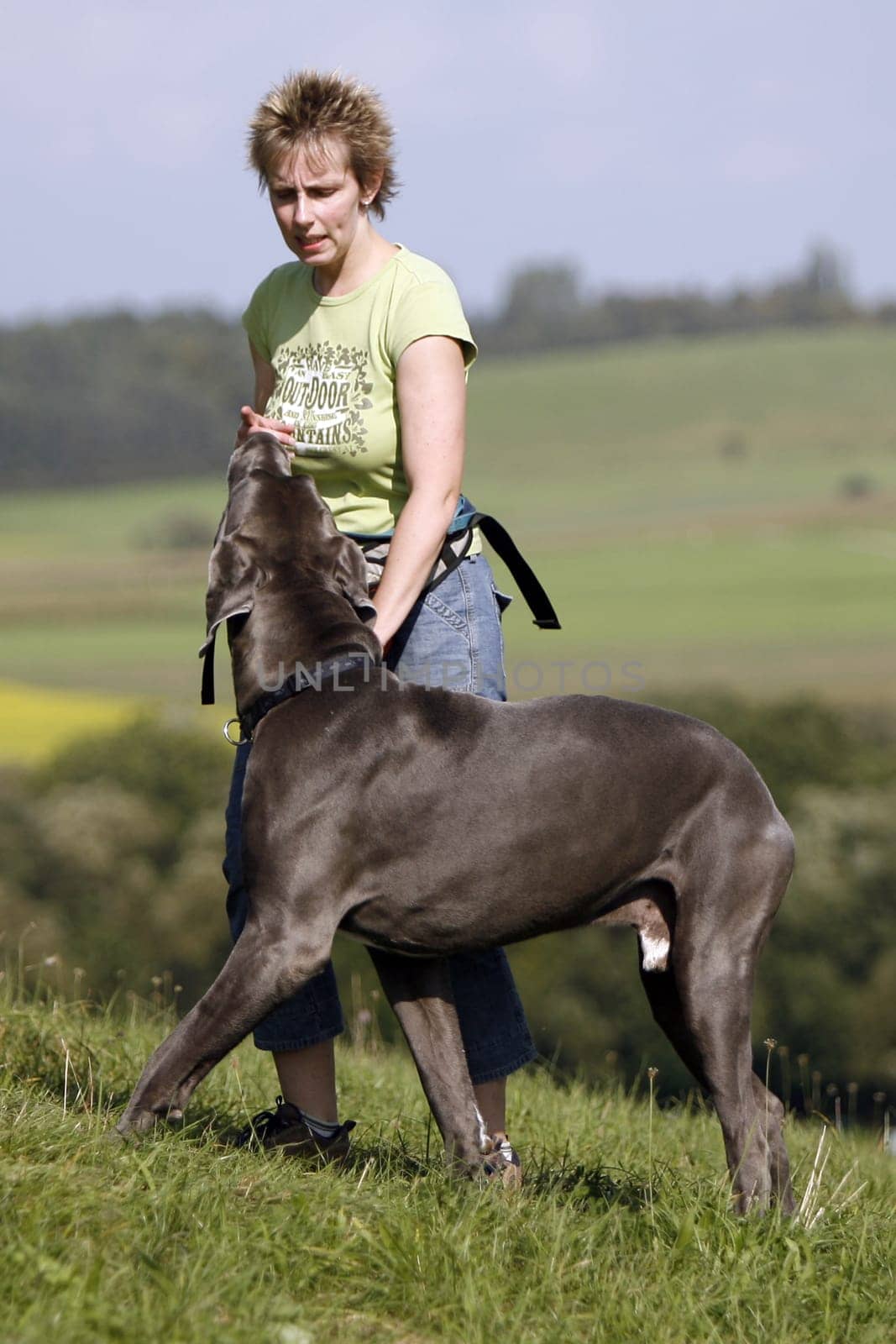 Great Dane Runs Foot