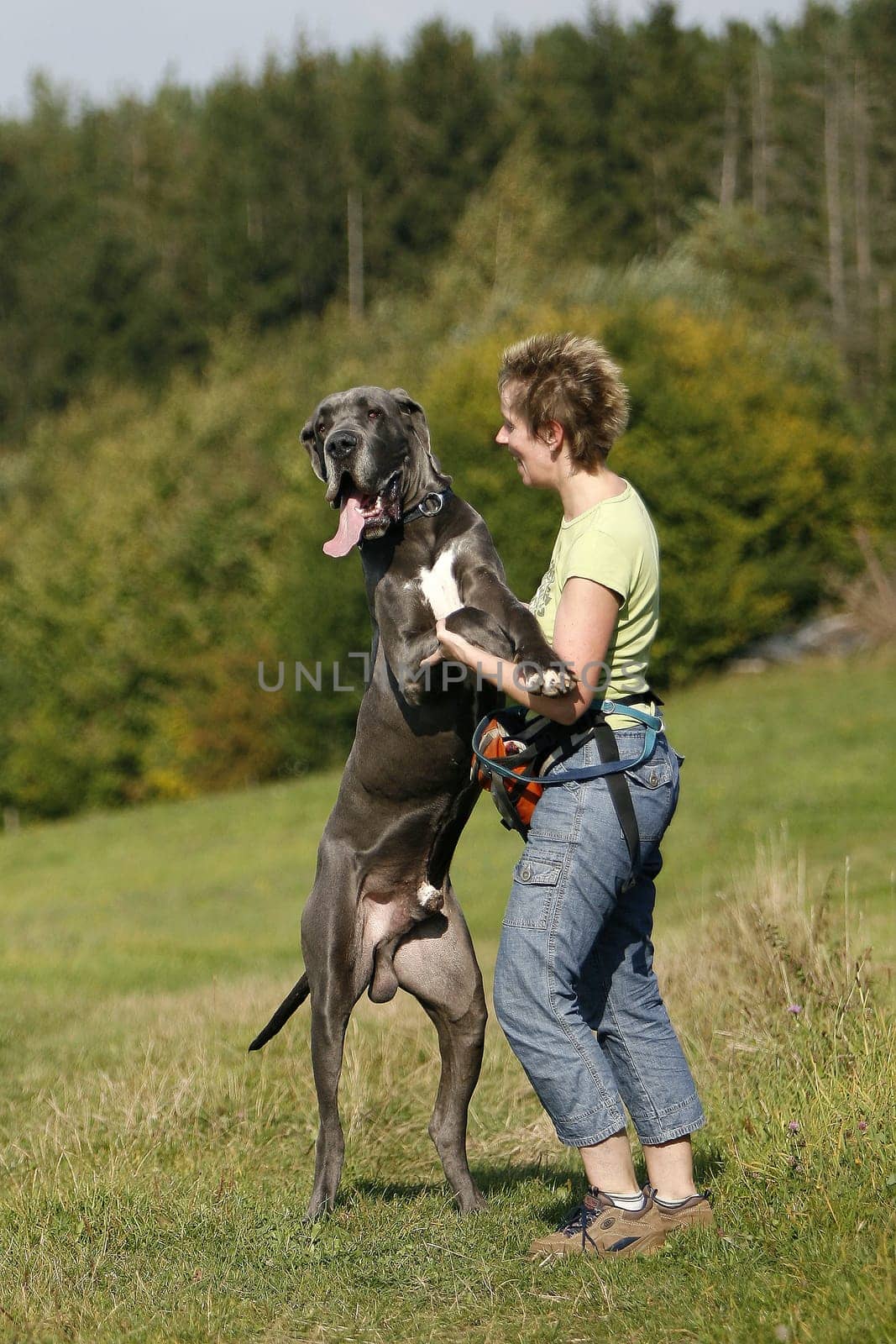 Great Dane