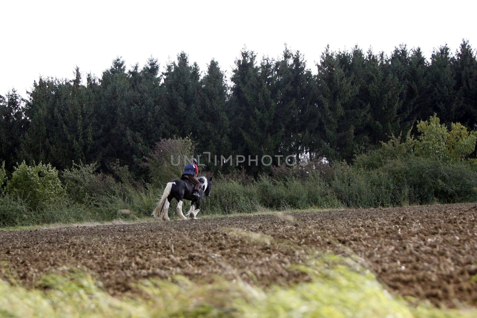 Rider in the field