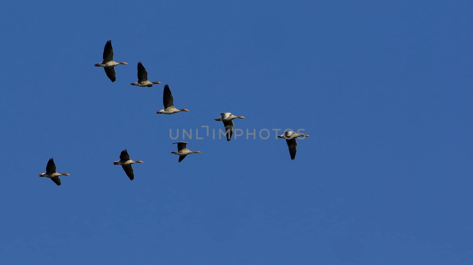 V-Formation