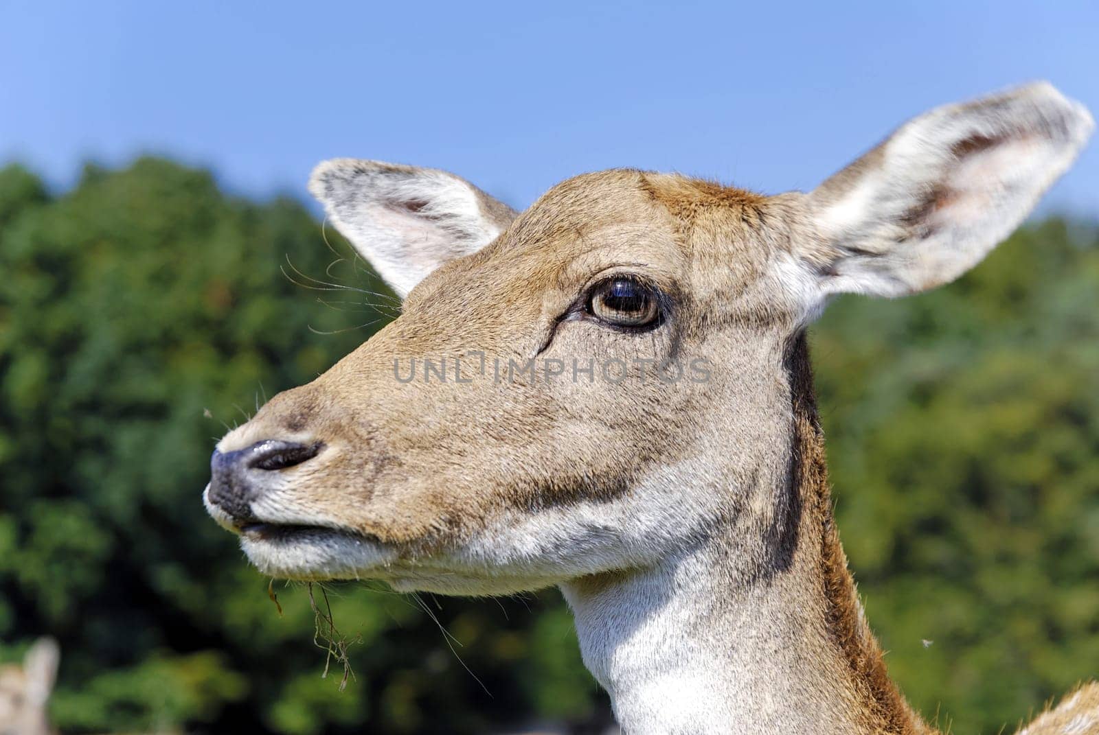 Roe deer