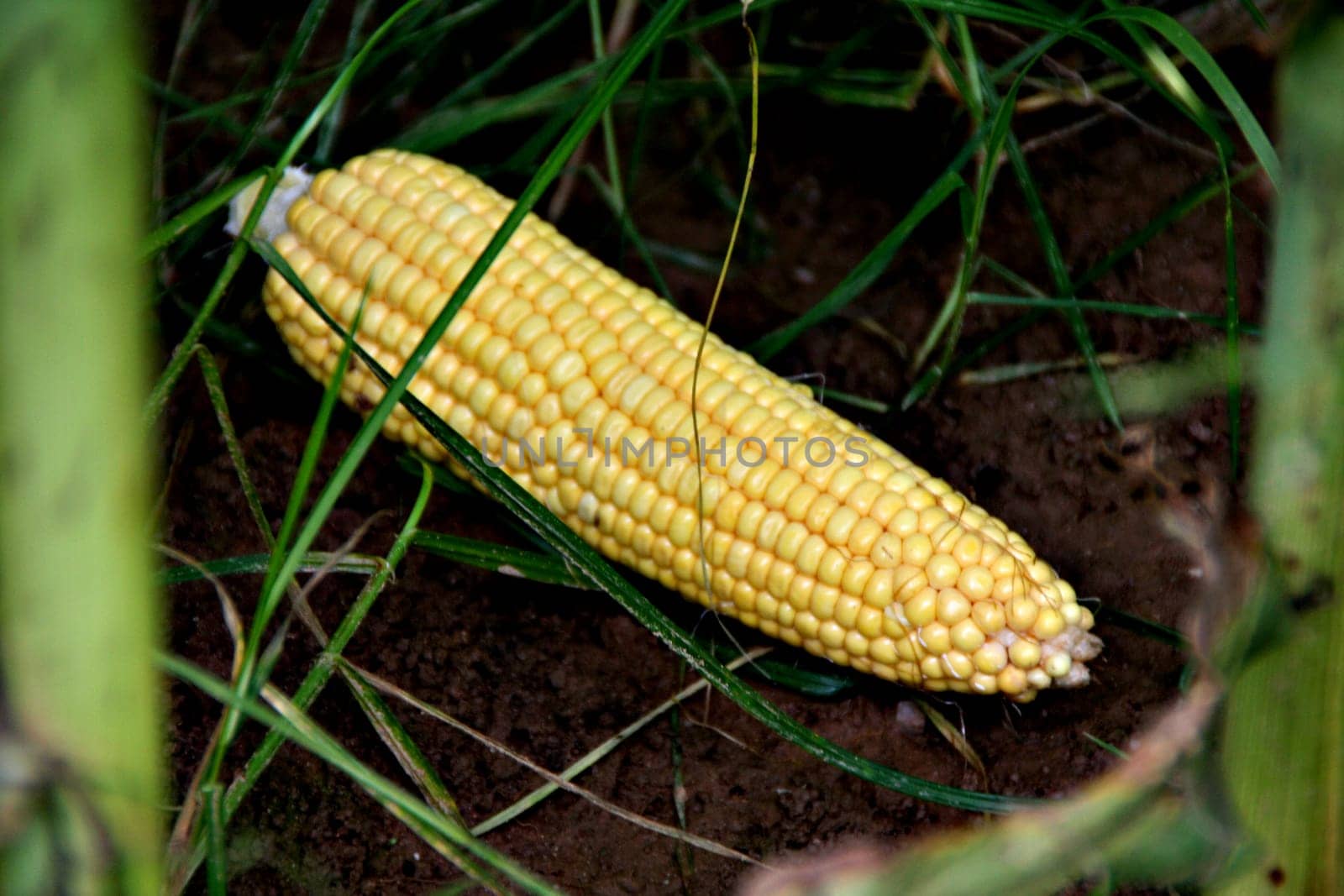 Corn fruit