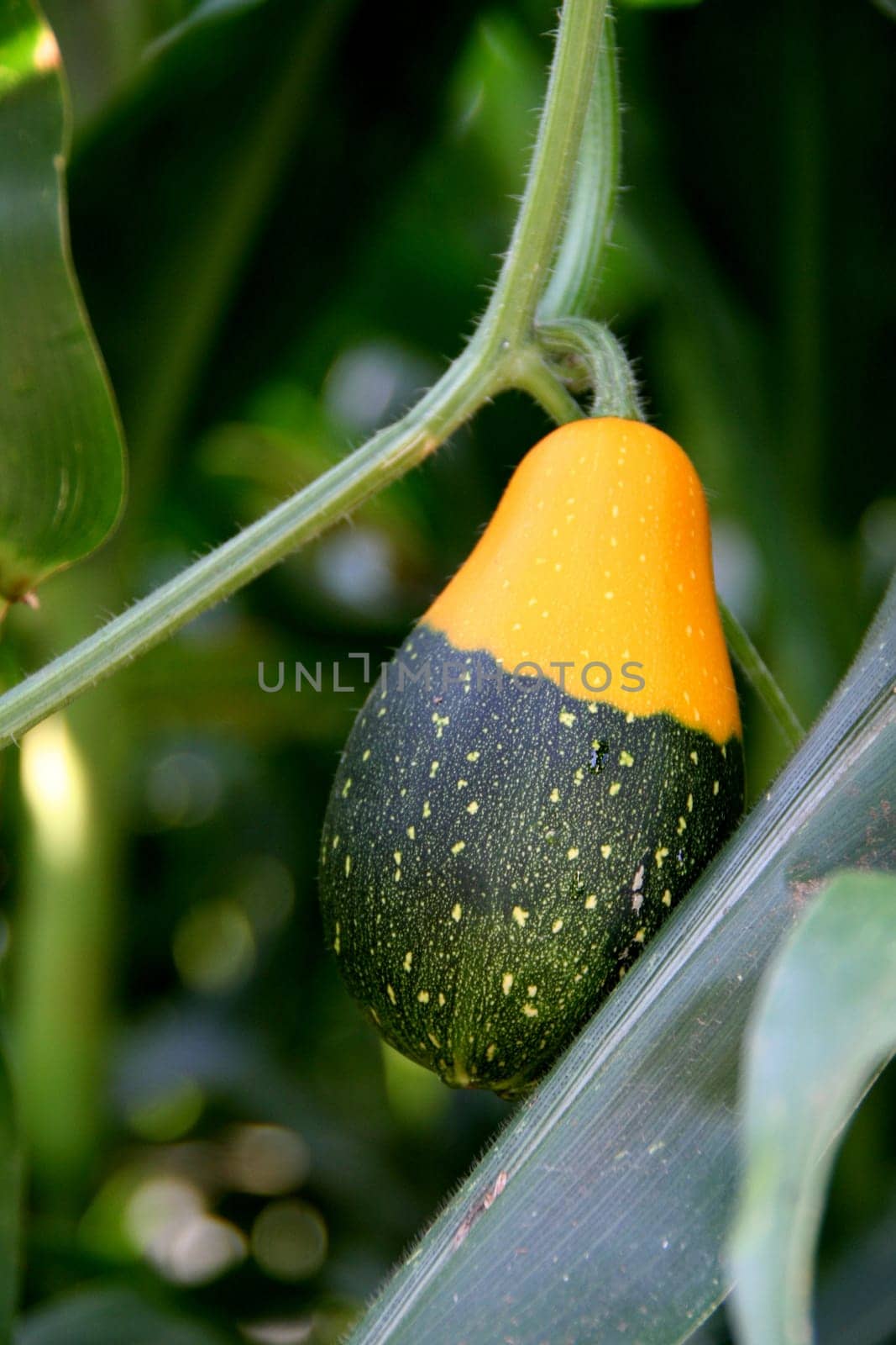 Pumpkin plant