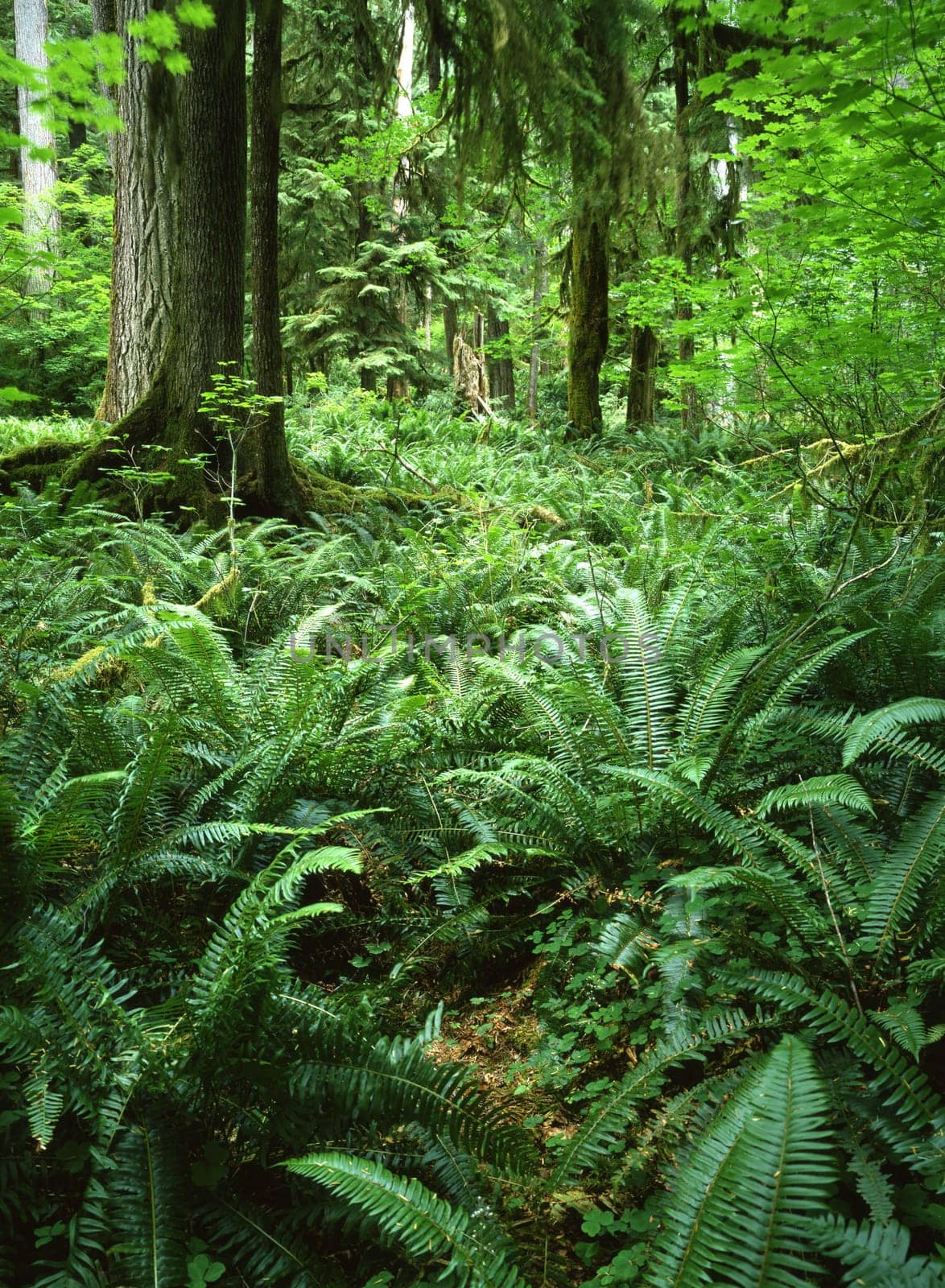Forest with fern