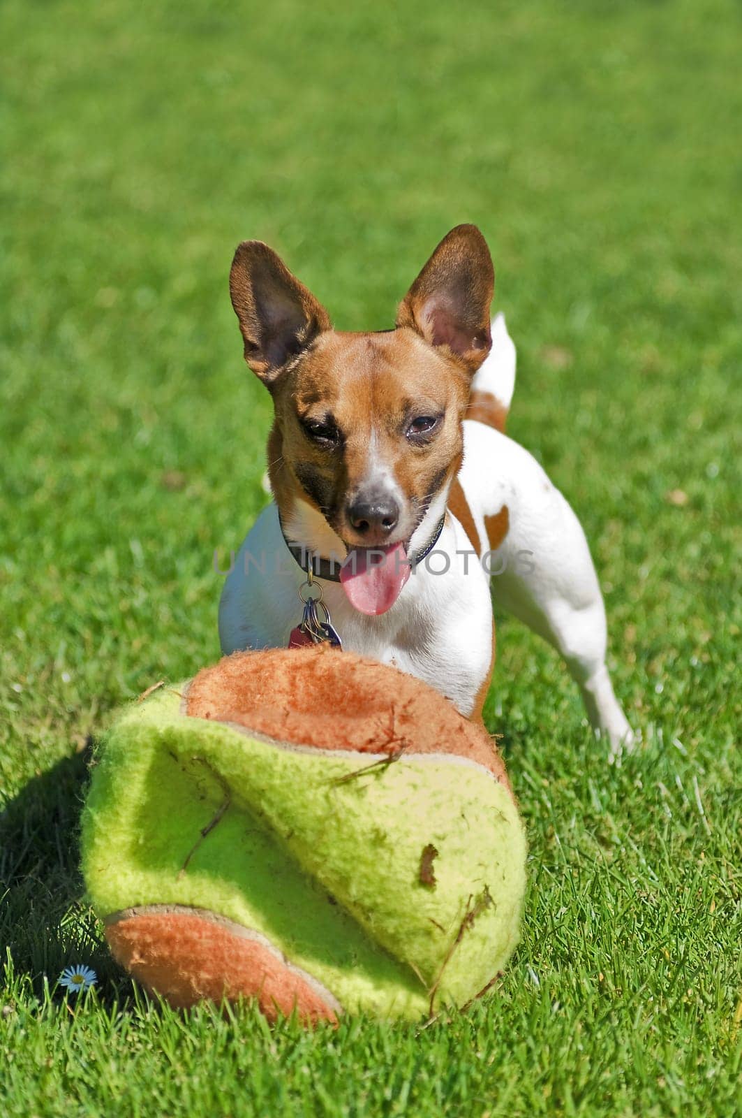 Yes,if she wants to,she can break any ball,no matter how big!
