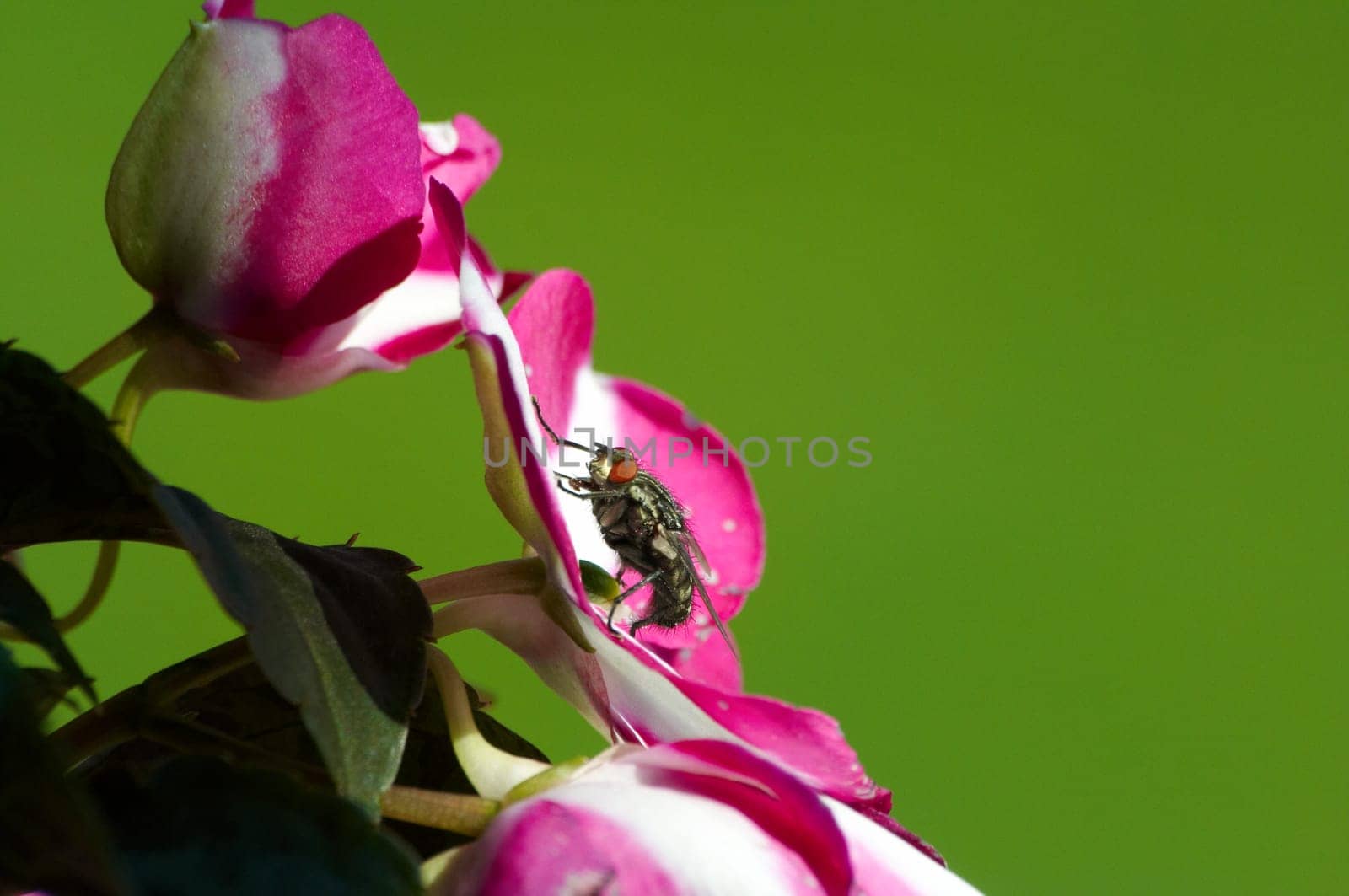 Flesh fly - Sarcophaga carnari
