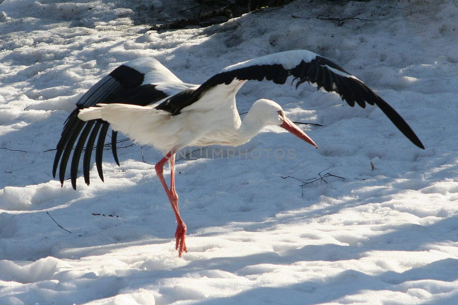 Stork