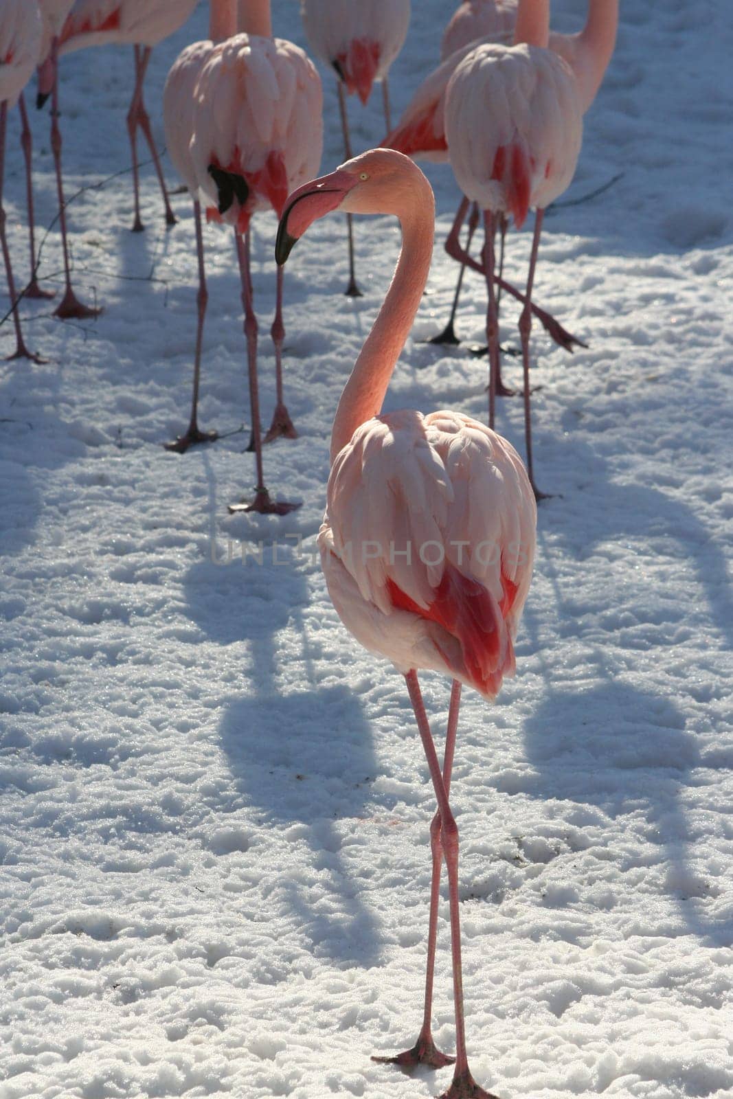 Flamingo