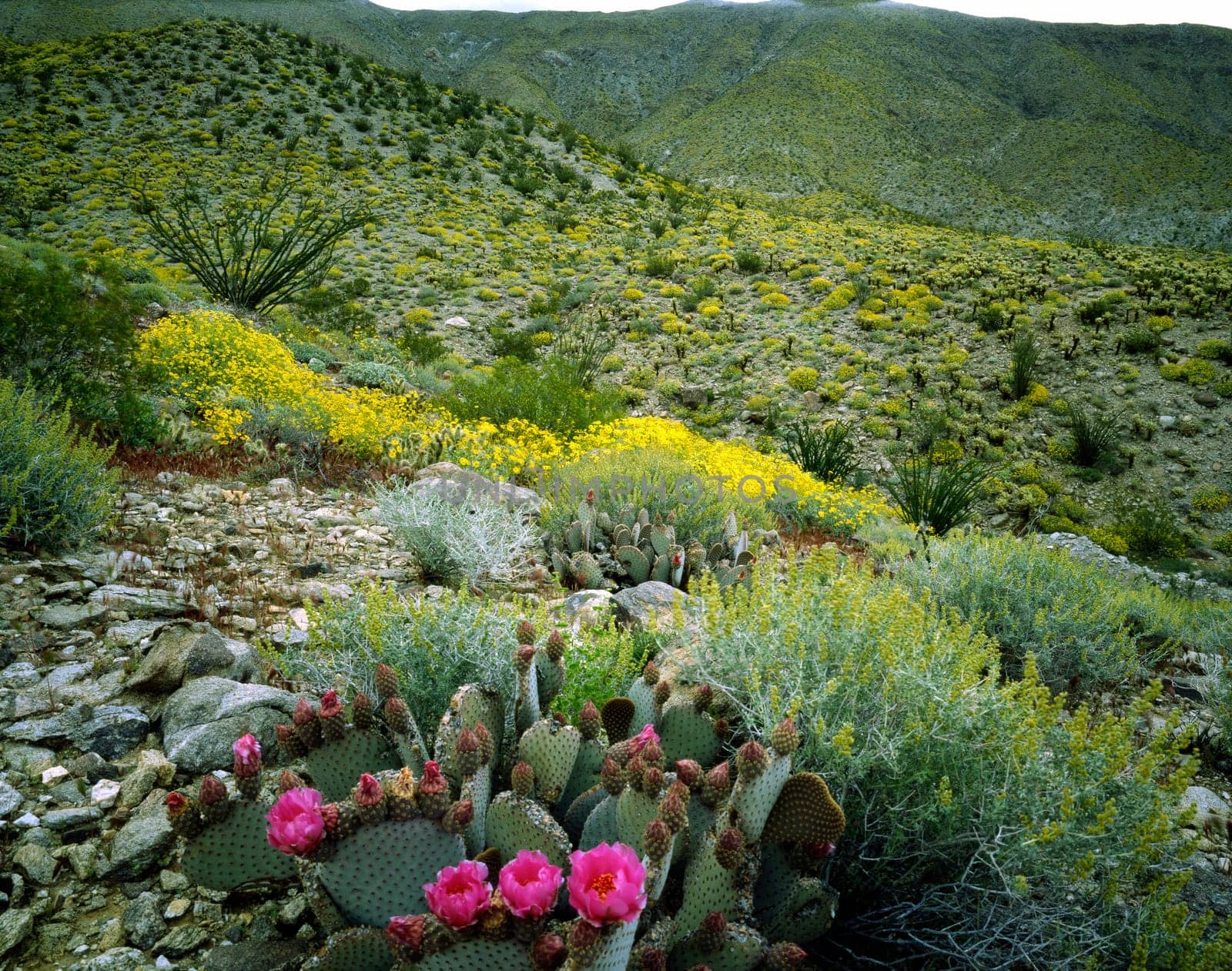 DESERT