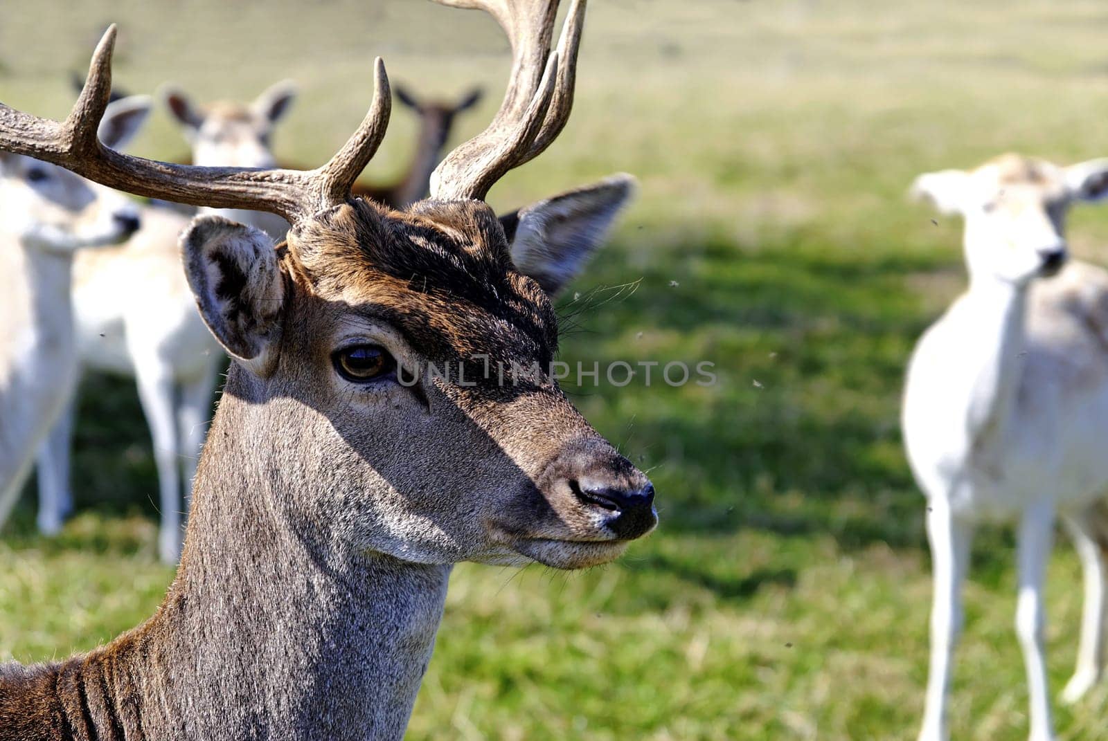 Stag