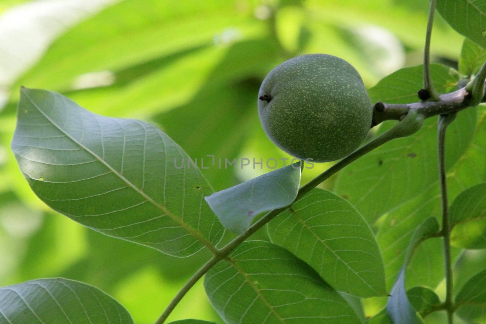 Walnut