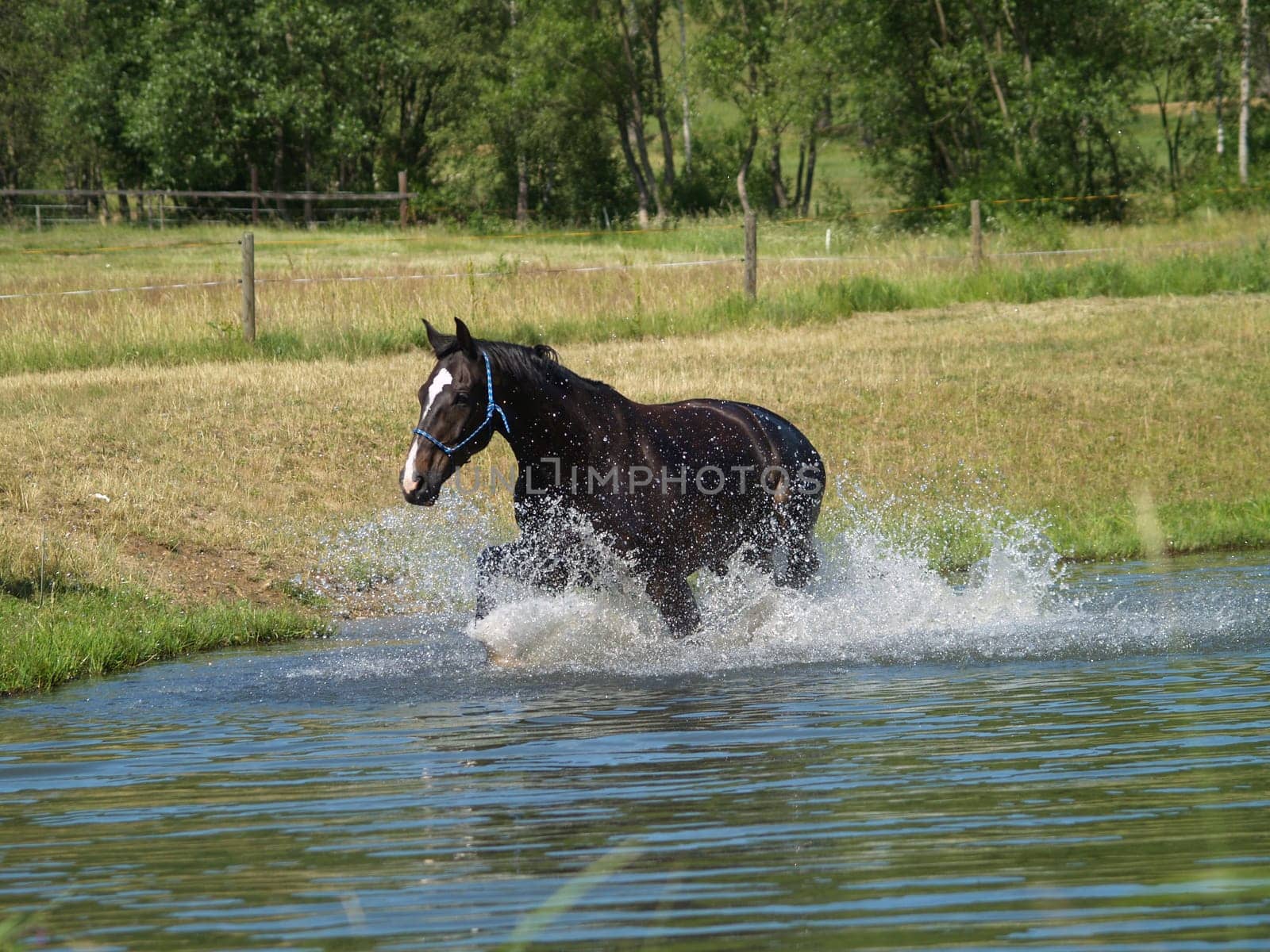splash