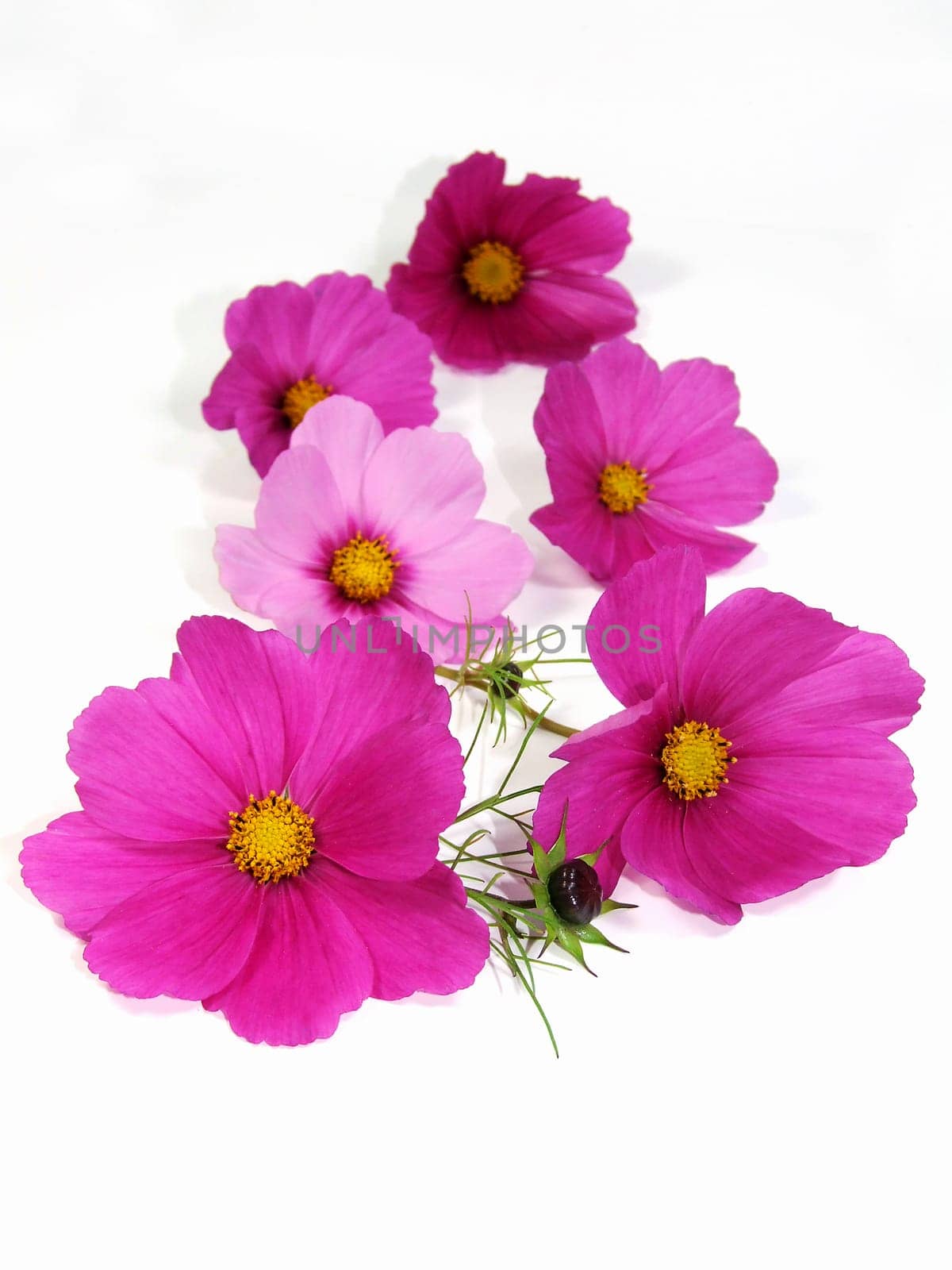 Cosmea