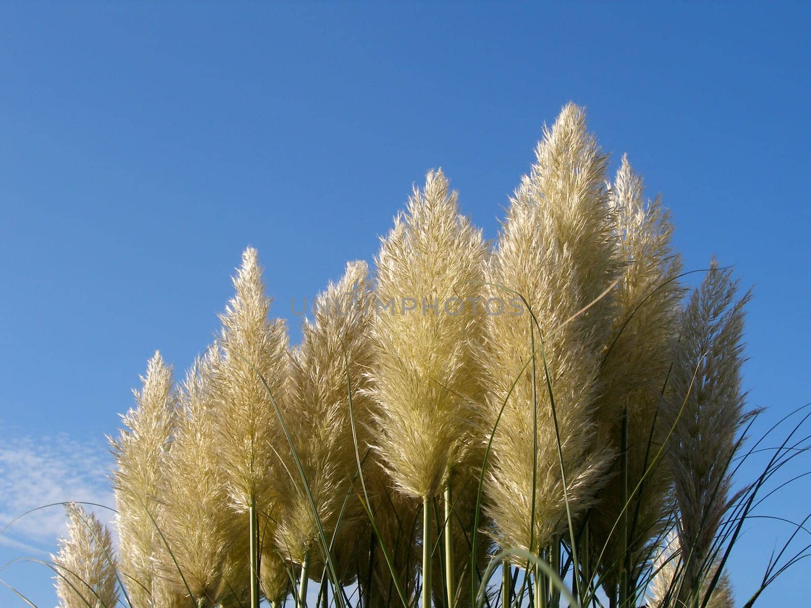 Ornamental perennials