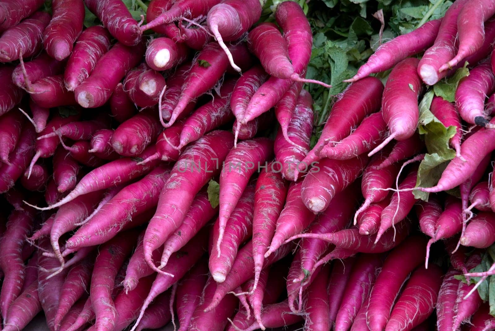 Red radish
