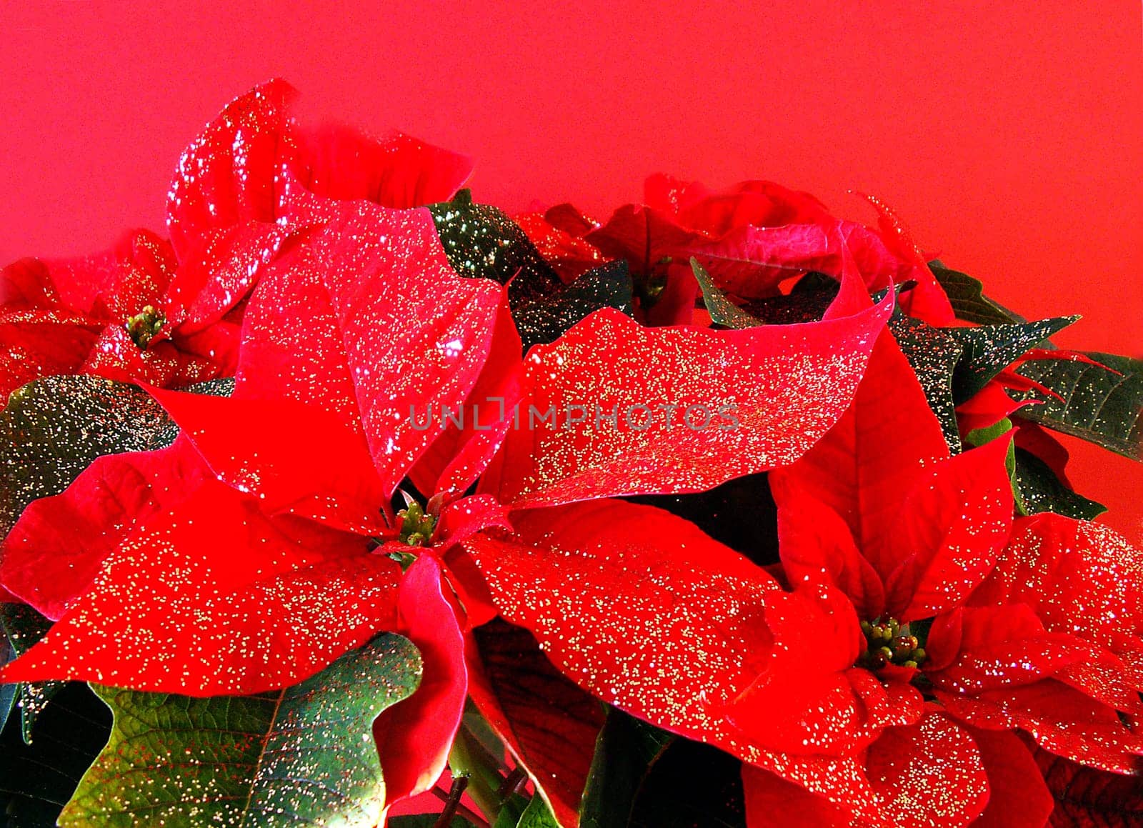 Poinsettia
