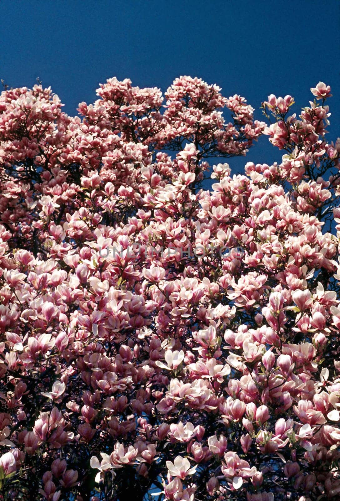Magnolia