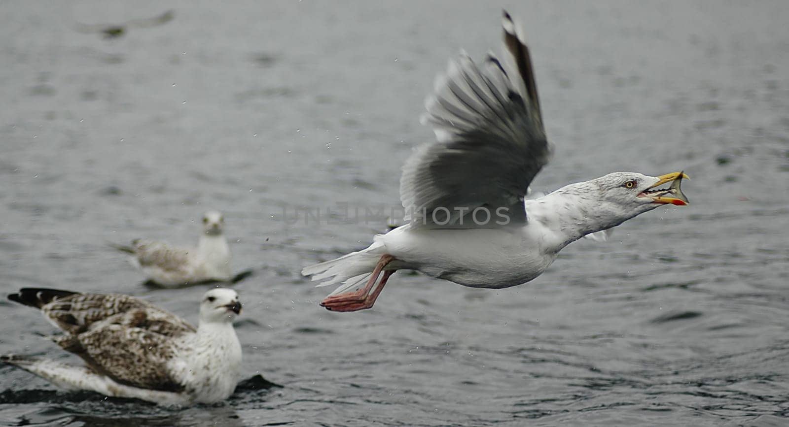 Is not such a great photo from the composition of the picture,because the seagull flies out of the picture.... But it all happened so fast... that I hardly had a chance. We were just in the boat,fishing and the seagulls are already circling above you....! The k