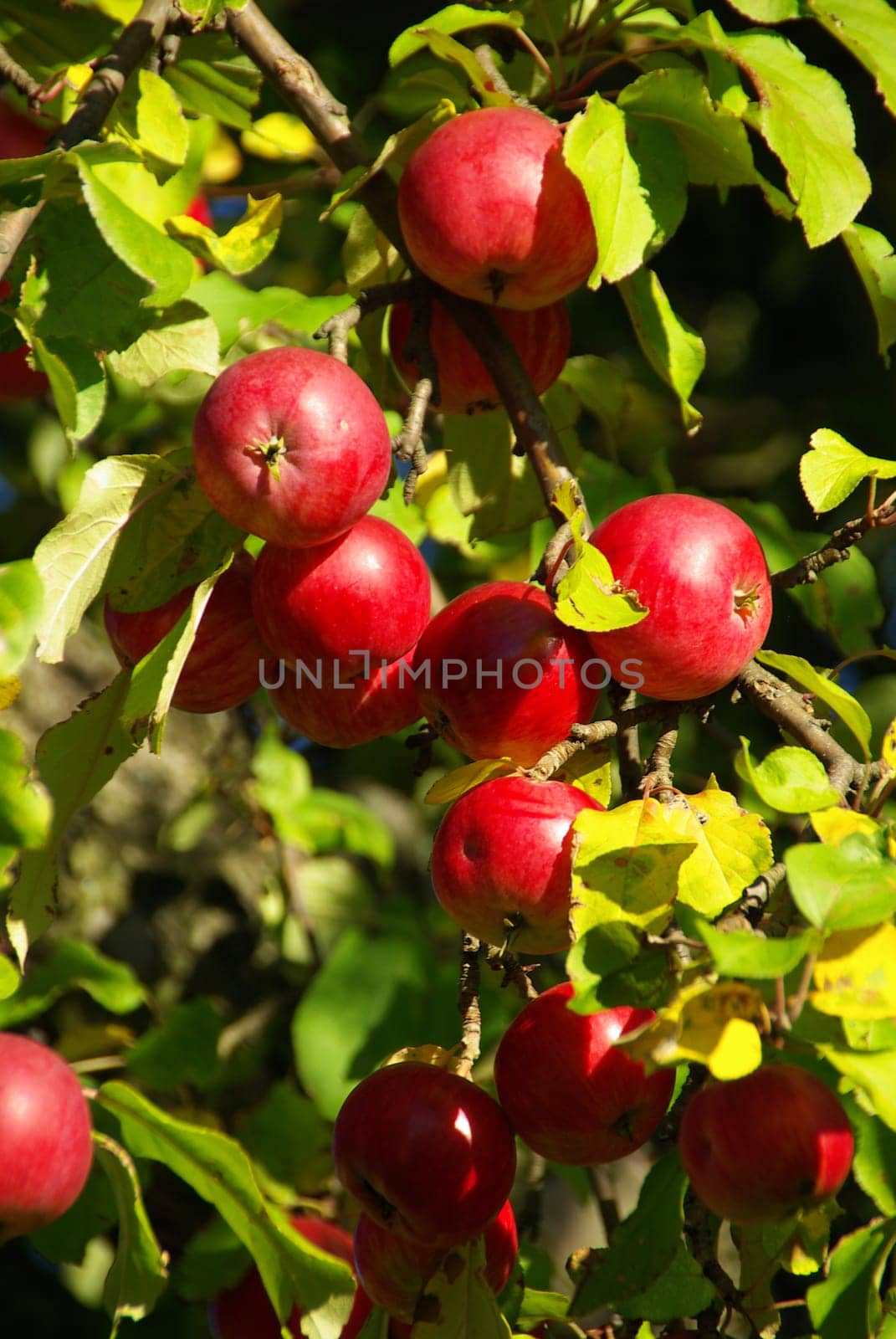 Apple 09
