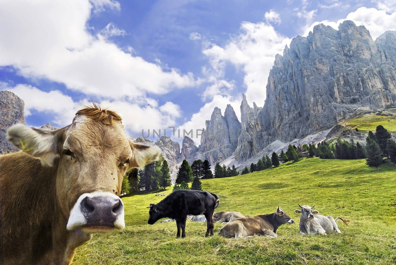 Happy cattle