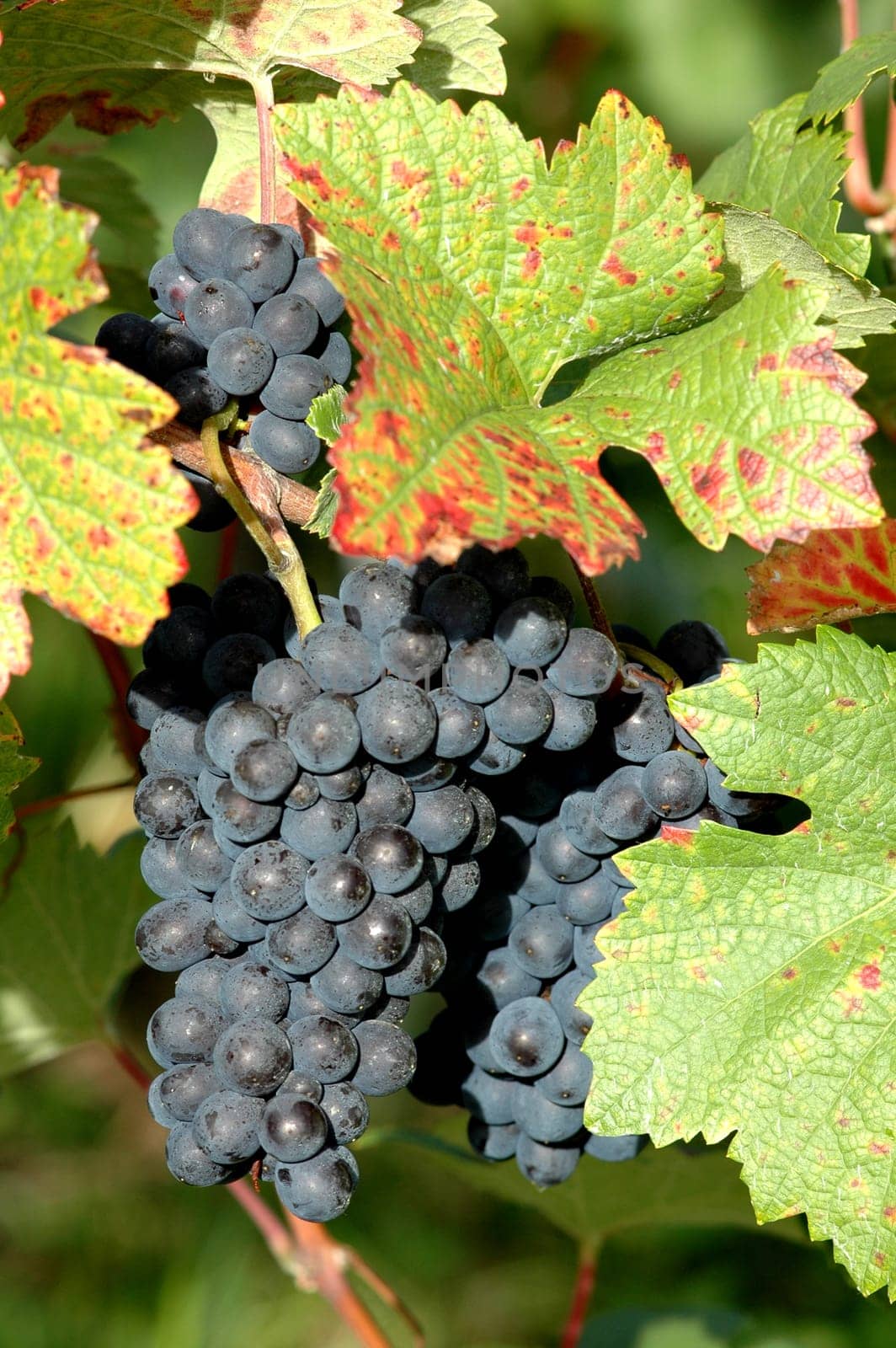 The Black Riesling comes from the Burgundy family and has been cultivated in Württemberg for centuries. The early ripening of his grapes makes him less demanding of the location than Trollinger and Lemberger. Bright red,delicate fullness and