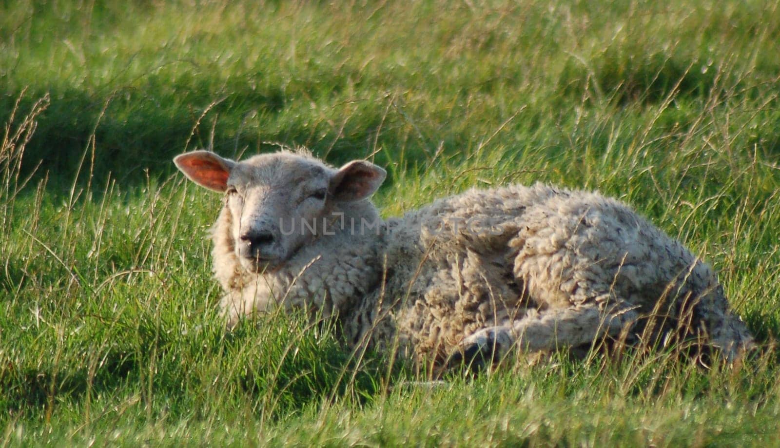 Lamb's Rest