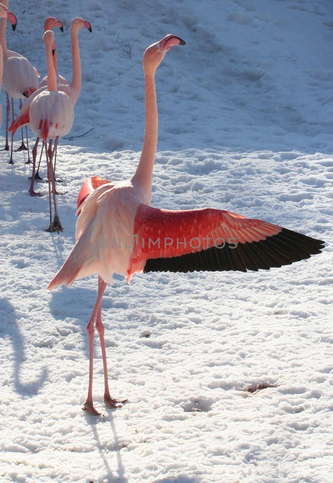 Flamingo 2