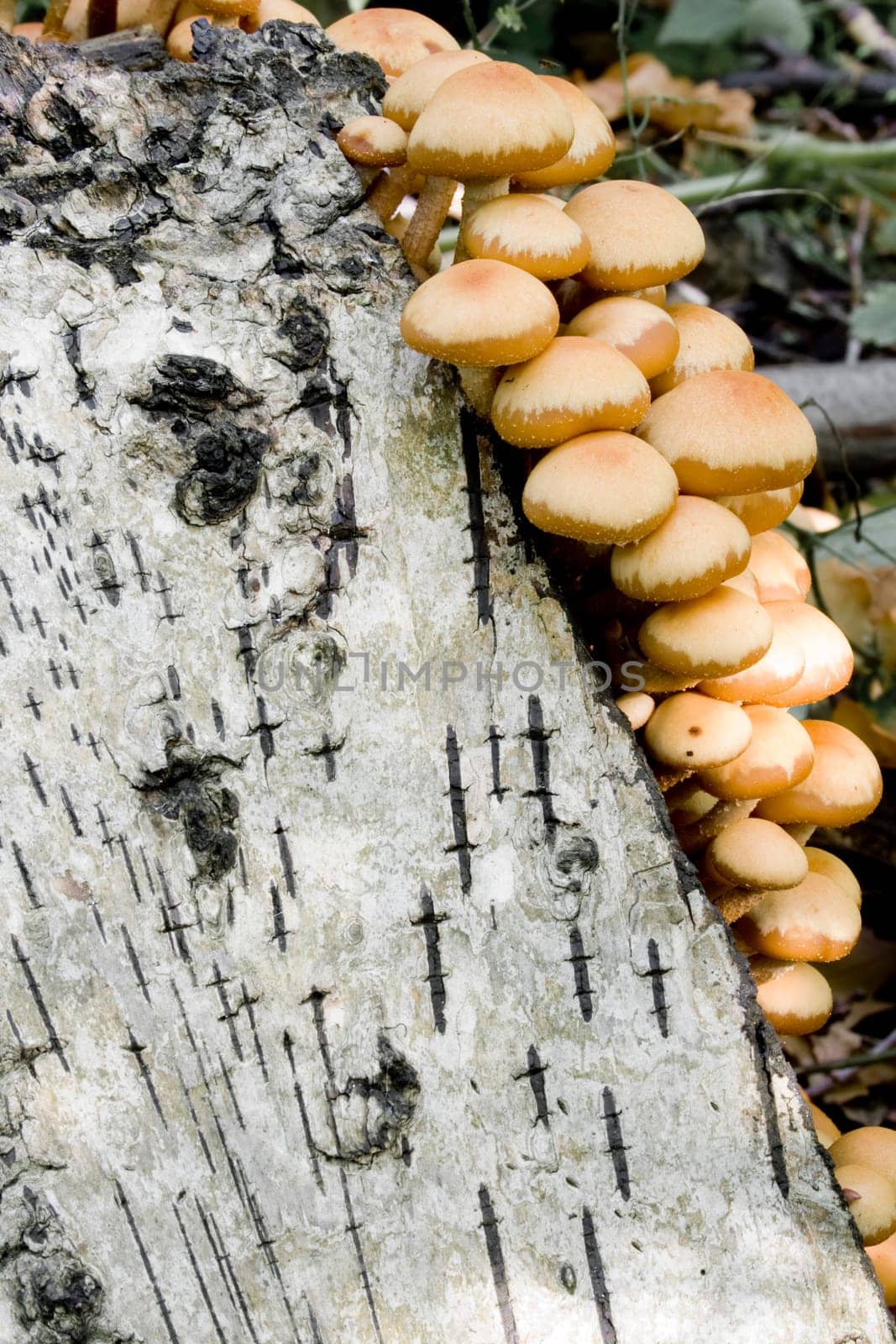 Autumn mushrooms