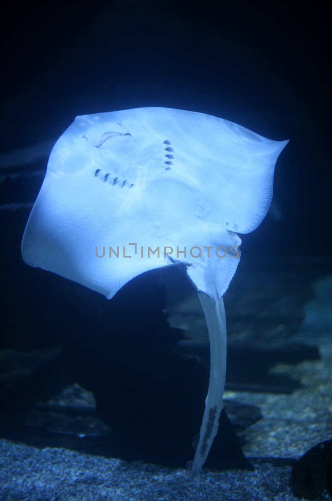 Ray III