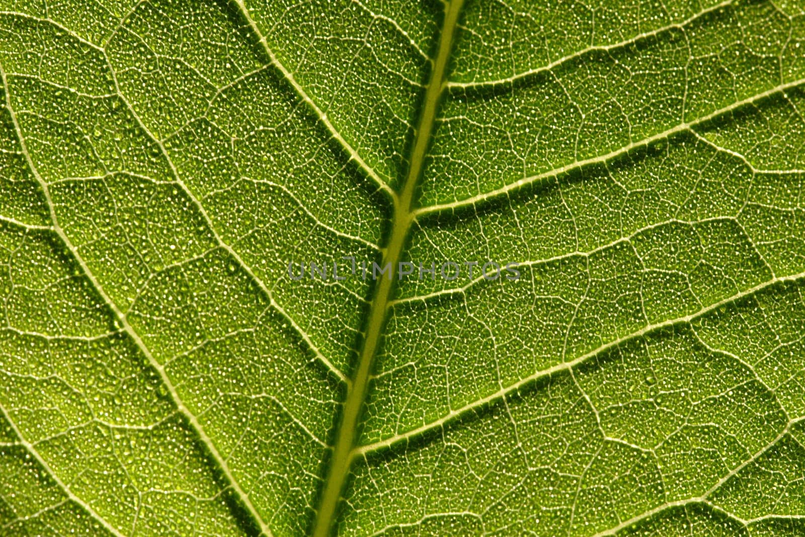 Leaf landscape