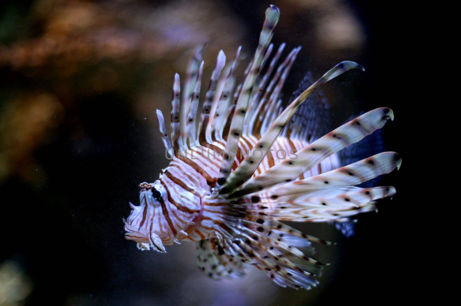 Lionfish