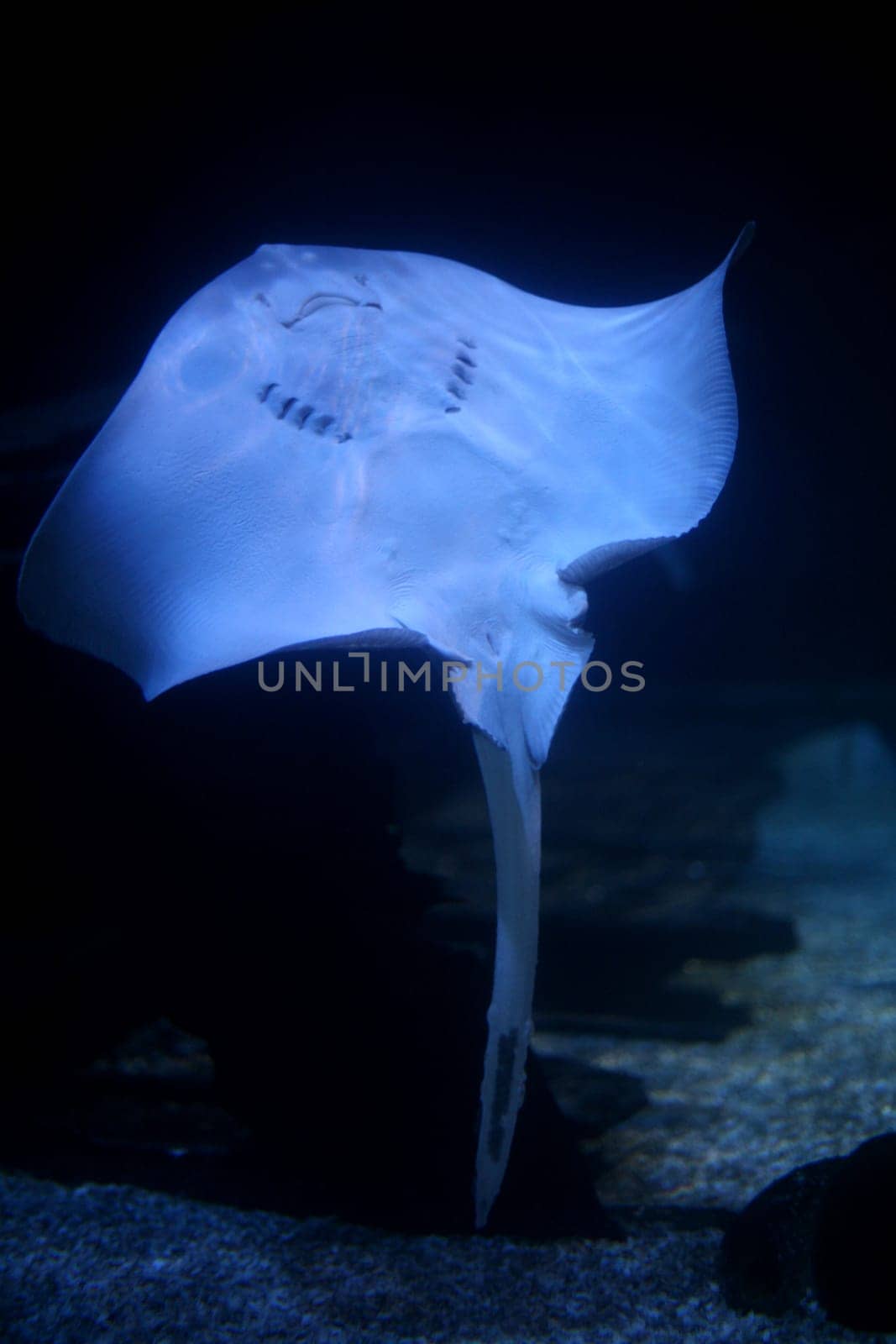 Ray II