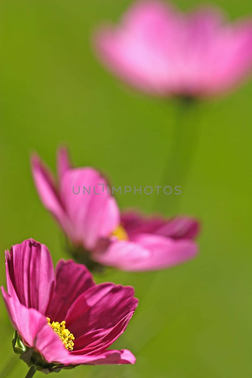 Cosmea