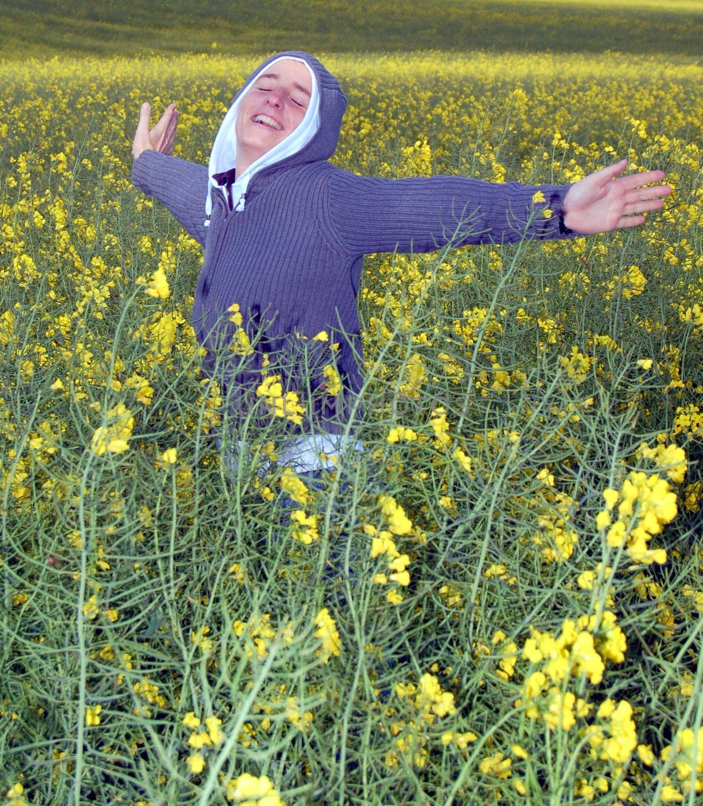 Rapeseed beetle